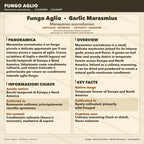 Marasmius scorodonius Garlic Mushroom Liquid Culture | Rare Gourmet Mycelium for Cultivation