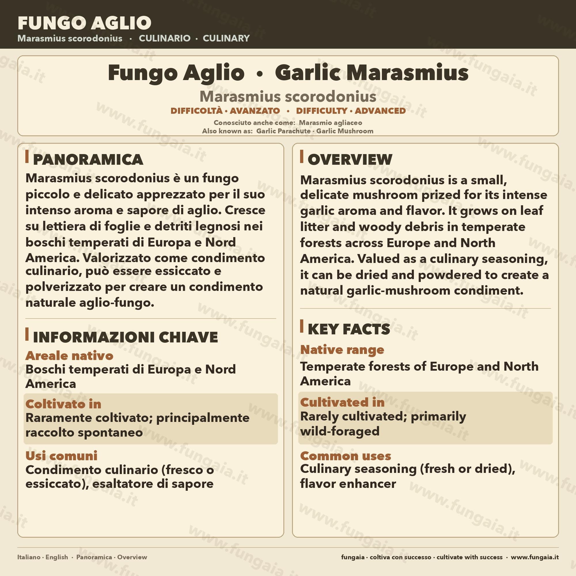 Marasmius scorodonius Garlic Mushroom Liquid Culture | Rare Gourmet Mycelium for Cultivation