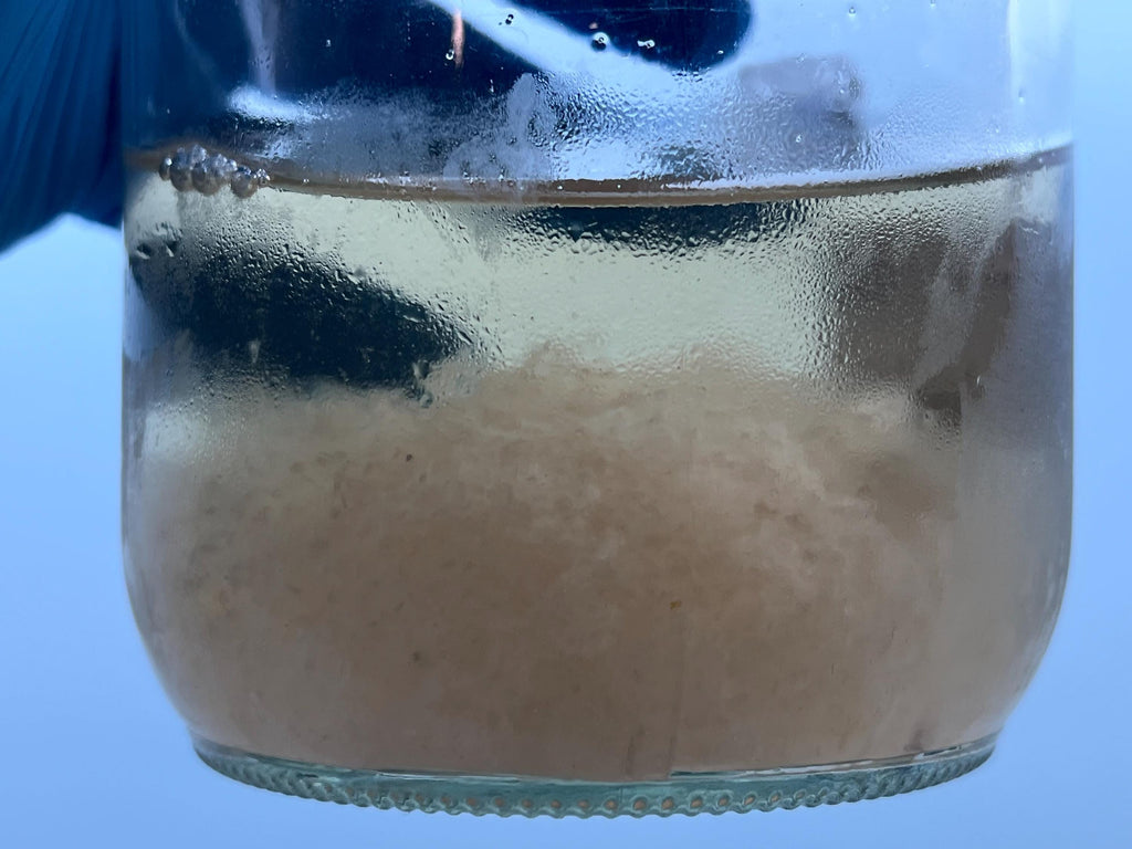 Ganoderma sinense Black Reishi Liquid Culture • Rare Chinese Reishi Mycelium for Gourmet Cultivation