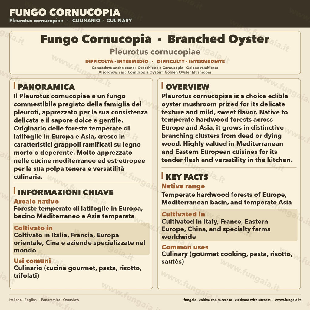 Pleurotus cornucopiae Liquid Culture • Branched Oyster Mushroom • Gourmet Cultivation LC