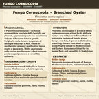 Pleurotus cornucopiae Liquid Culture • Branched Oyster Mushroom • Gourmet Cultivation LC