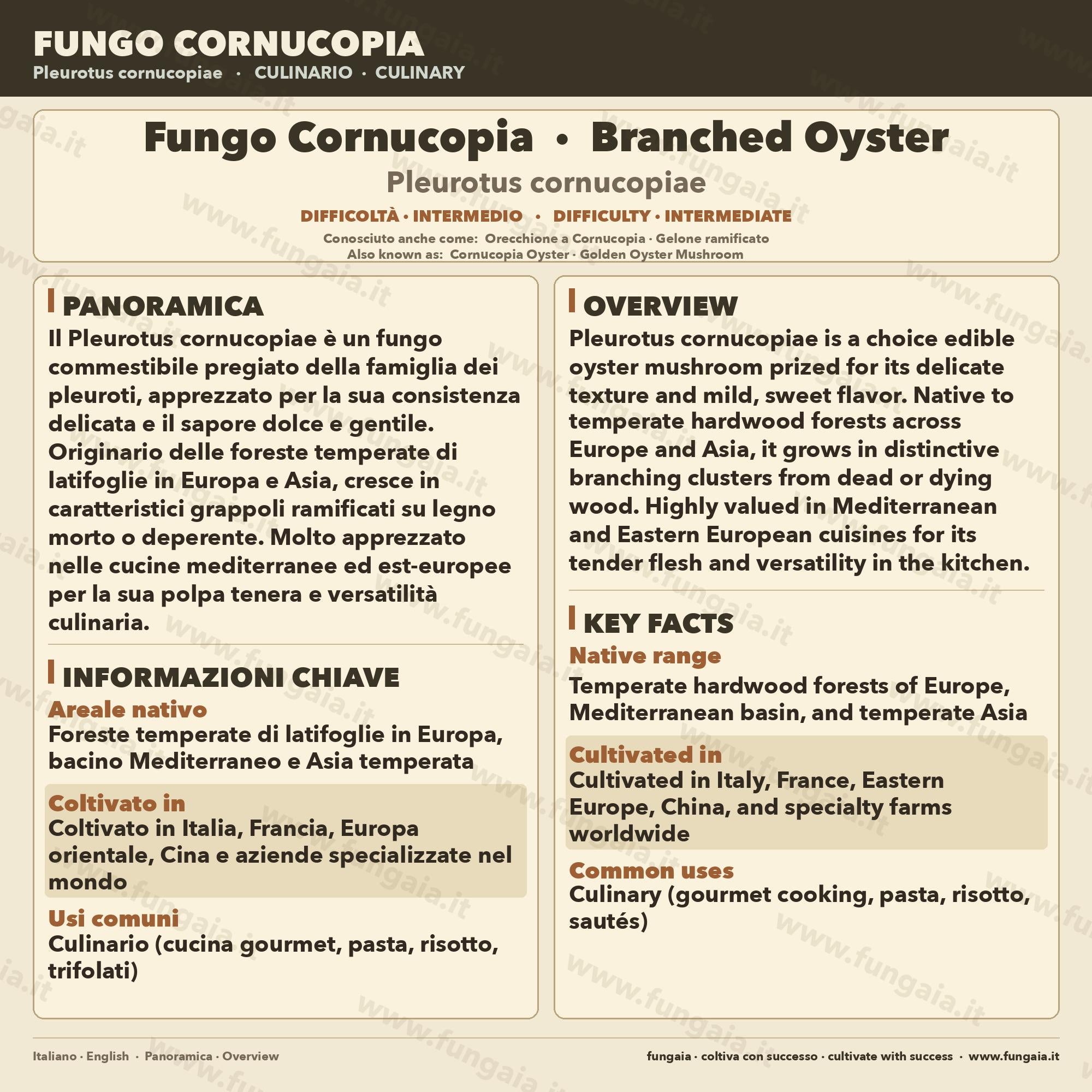 Pleurotus cornucopiae Liquid Culture • Branched Oyster Mushroom • Gourmet Cultivation LC