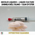 Hypsizygus ulmarius Elm Oyster Liquid Culture | Shimeji Mushroom Mycelium for Gourmet Cultivation