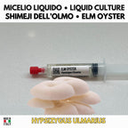 Hypsizygus ulmarius Elm Oyster Liquid Culture | Shimeji Mushroom Mycelium for Gourmet Cultivation
