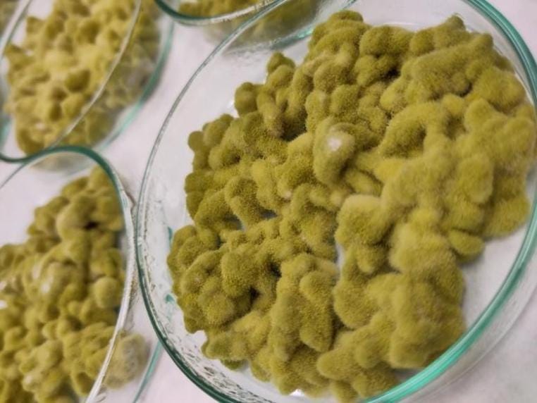 Koji Green Proteo Aspergillus oryzae Piastra Petri Colonizzata