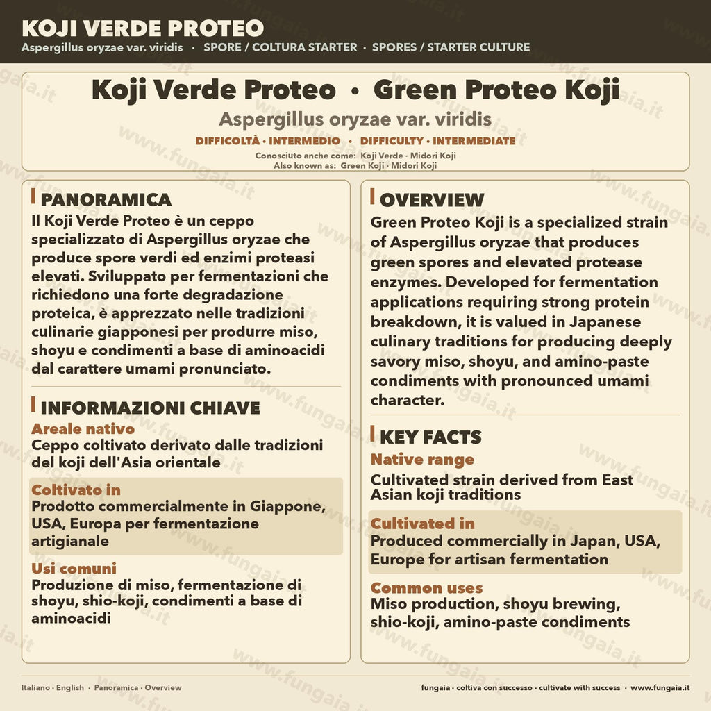 Green Proteo Koji Slant • Aspergillus oryzae Proteolytic Strain • Agar Culture for Garum & Meat Koji