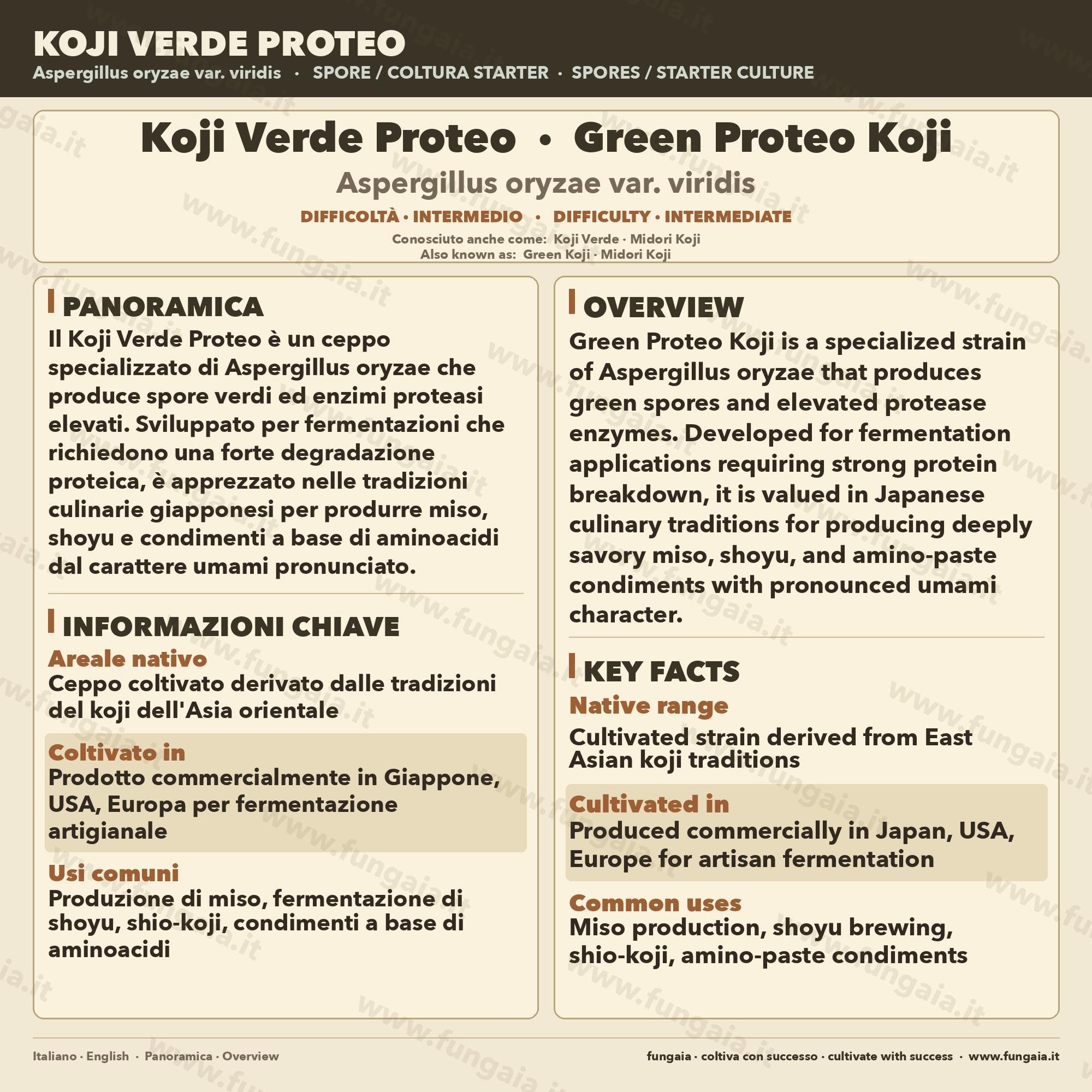 Green Proteo Koji Slant • Aspergillus oryzae Proteolytic Strain • Agar Culture for Garum & Meat Koji