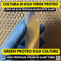 Green Proteo Koji Slant • Aspergillus oryzae Proteolytic Strain • Agar Culture for Garum & Meat Koji