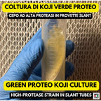 Green Proteo Koji Slant • Aspergillus oryzae Proteolytic Strain • Agar Culture for Garum & Meat Koji
