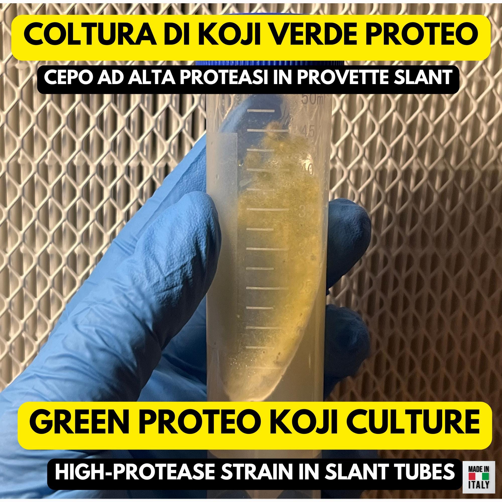 Green Proteo Koji Slant • Aspergillus oryzae Proteolytic Strain • Agar Culture for Garum & Meat Koji