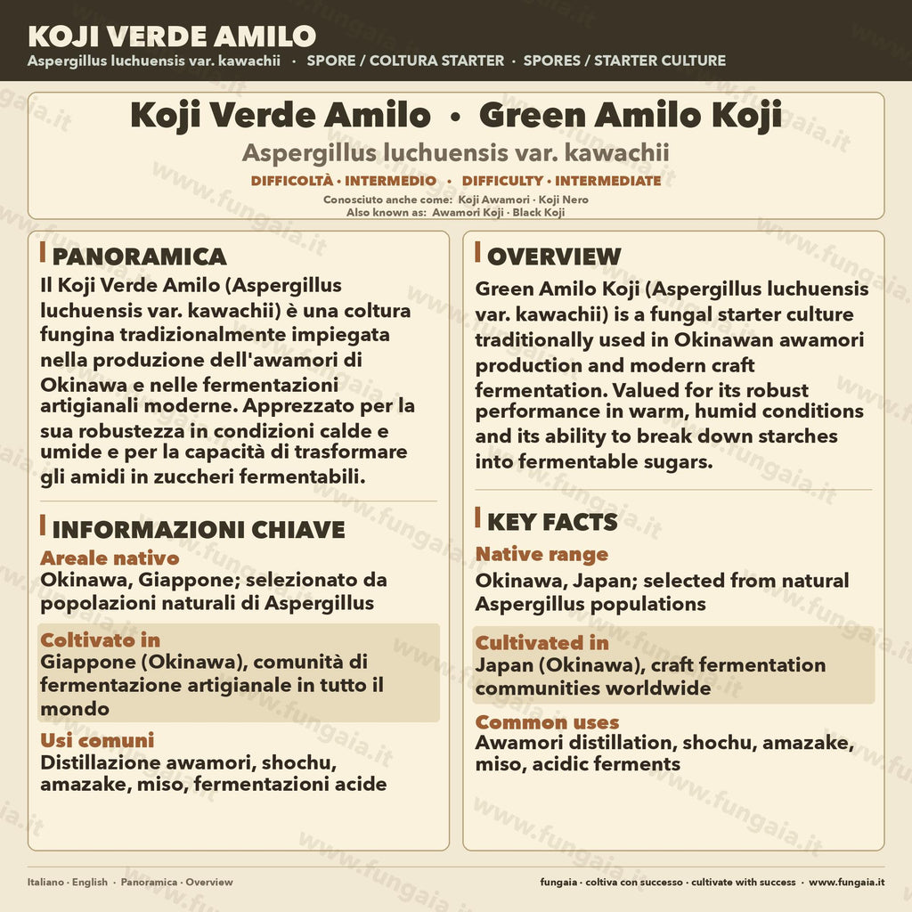 Piastra Petri Koji Green Amilo | Aspergillus oryzae per Miso