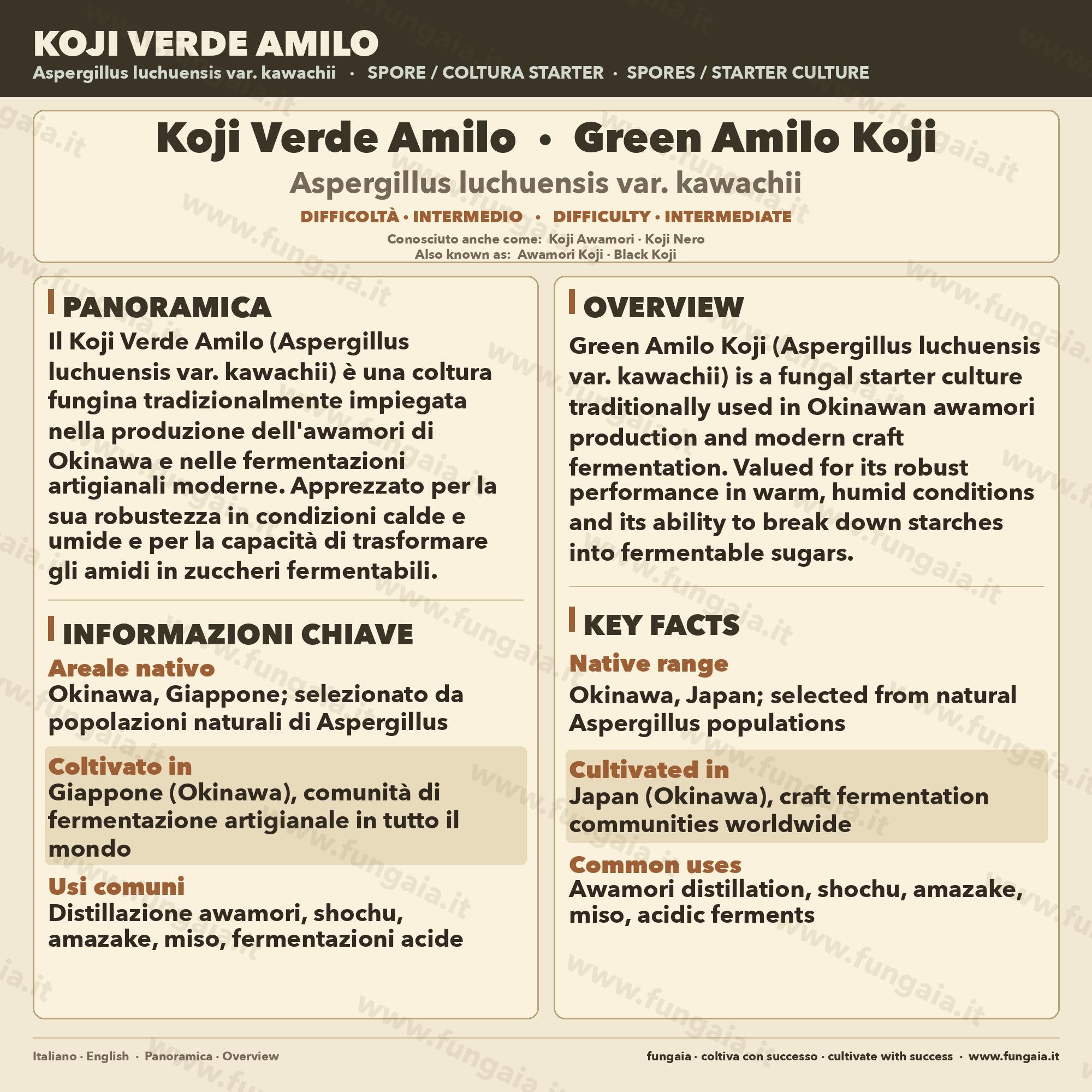Piastra Petri Koji Green Amilo | Aspergillus oryzae per Miso