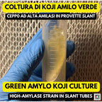 Green Amilo Koji Slant | High Saccharification Strain for Sake Amazake | Agar Culture