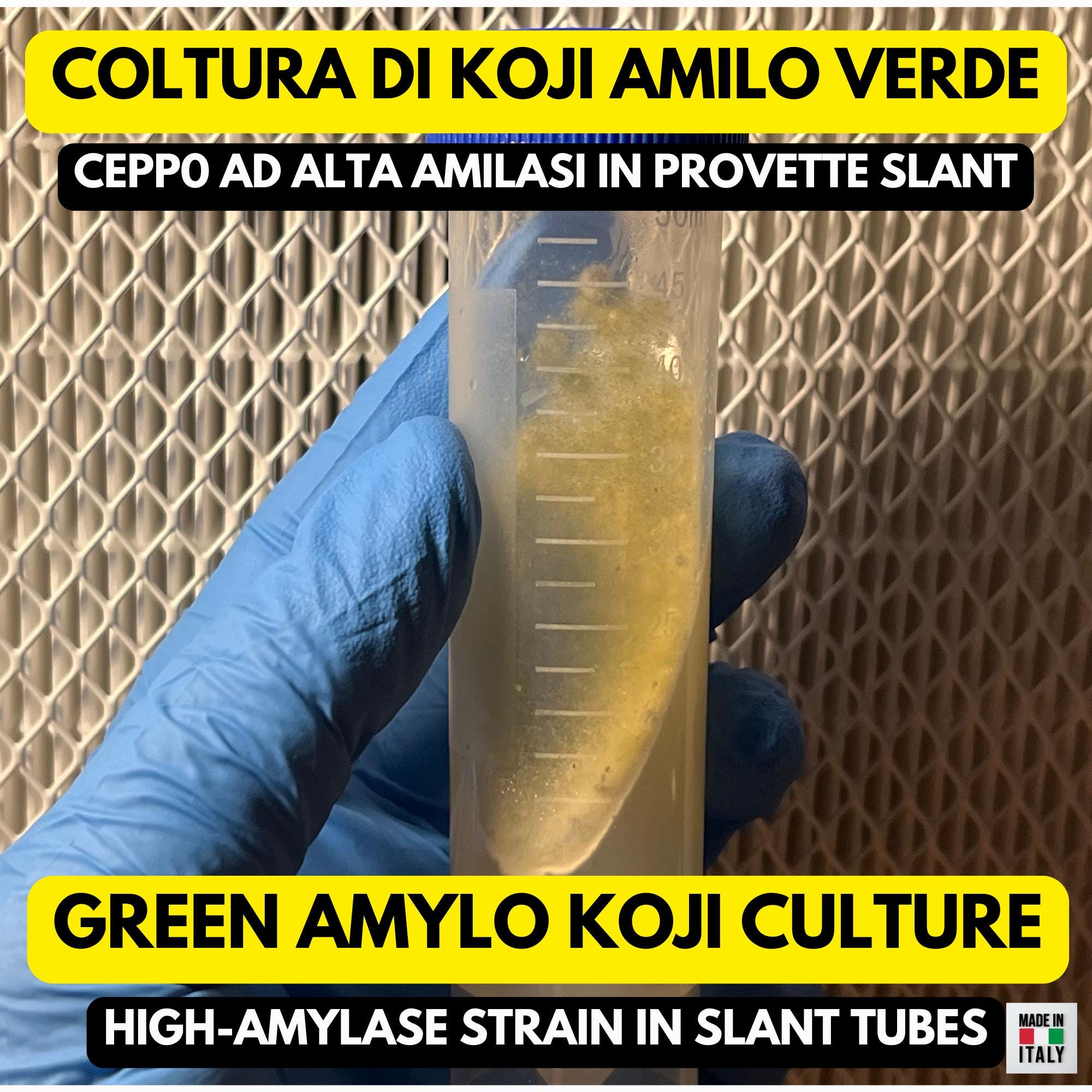 Slant Koji Green Amilo | Ceppo Alta Saccarificazione Sake Amazake
