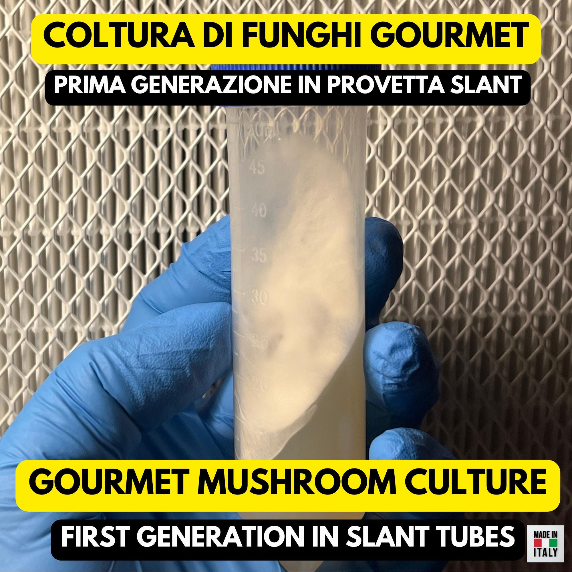 Pioppino G1 Agar Slant – Cyclocybe aegerita First Generation