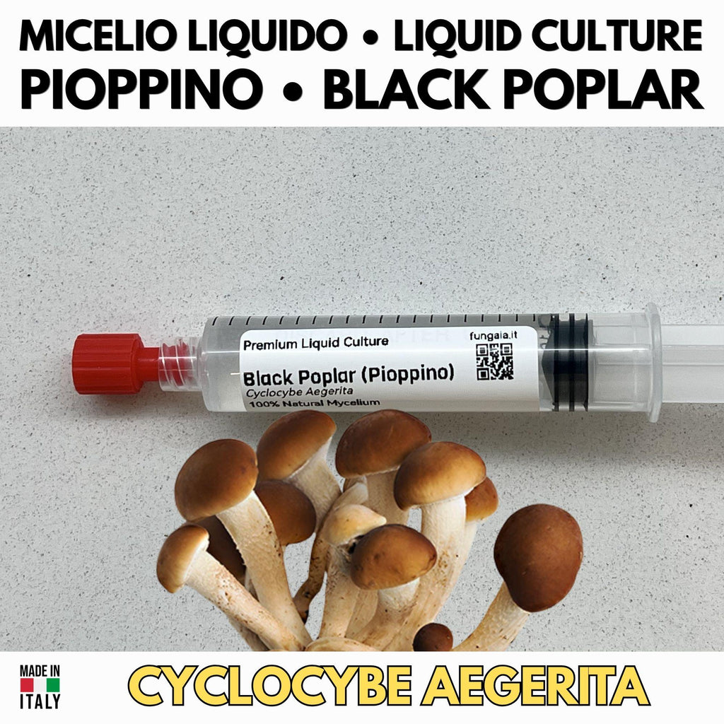 Pioppino G1 Agar Slant – Cyclocybe aegerita First Generation