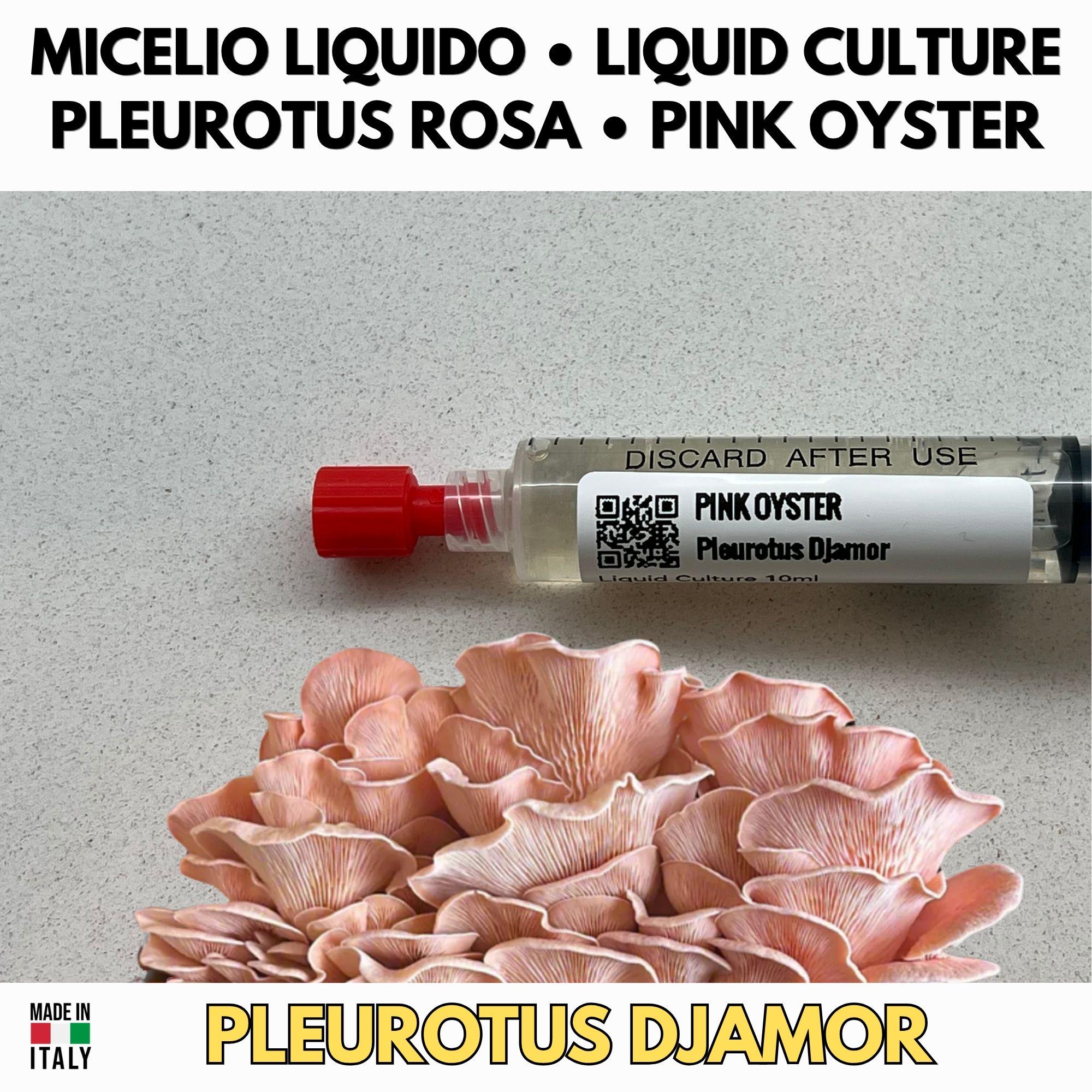 Pioppino G1 Agar Slant – Cyclocybe aegerita First Generation