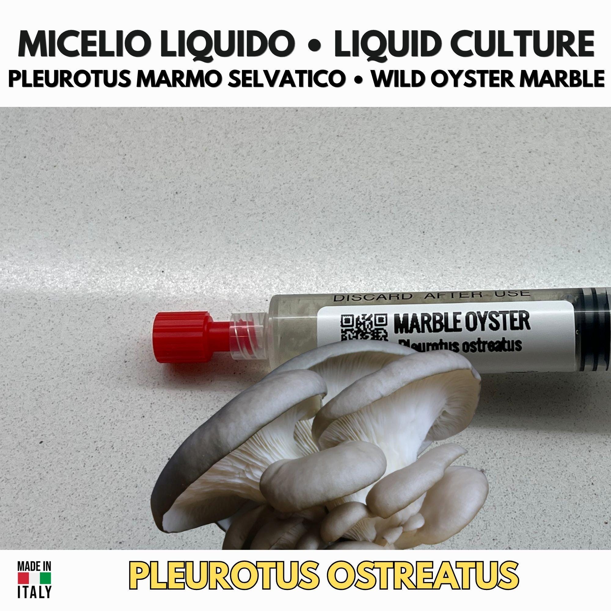 Marble Oyster Liquid Culture 10ml • Pleurotus Gourmet Mushroom • Sterile Mycology Syringe