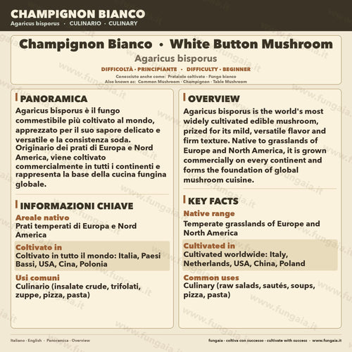 Champignon Liquid Culture 10ml Agaricus Bisporus | White Button Mushroom Gourmet Cultivation