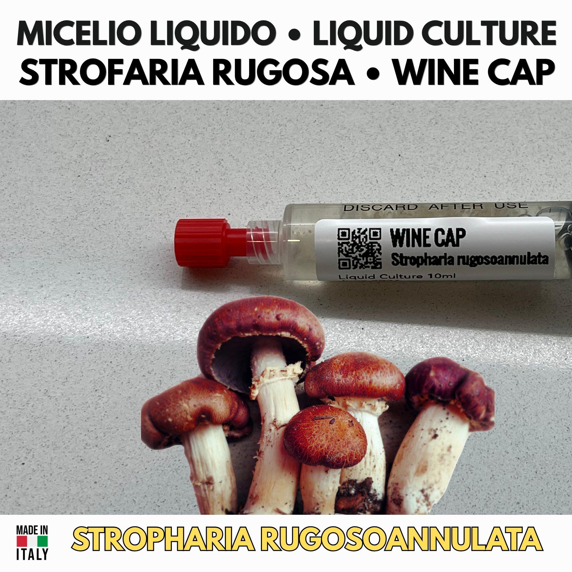 Stropharia Rugosoannulata Liquid Culture 10ml | Wine Cap Garden Mushroom | Sterile Mycology Syringe