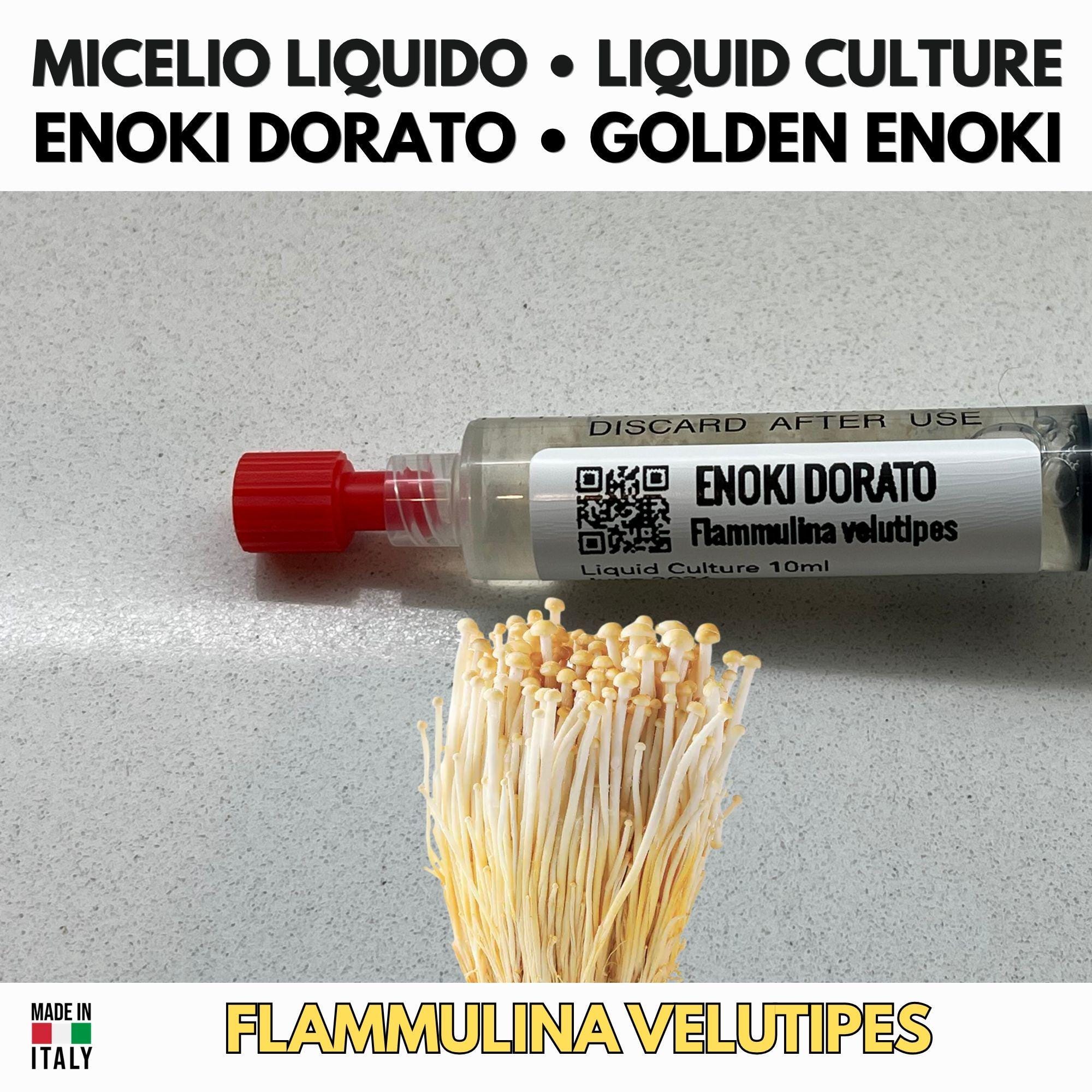 Flammulina Velutipes Liquid Culture 10ml • Golden Enoki Isolated • Gourmet Mycology