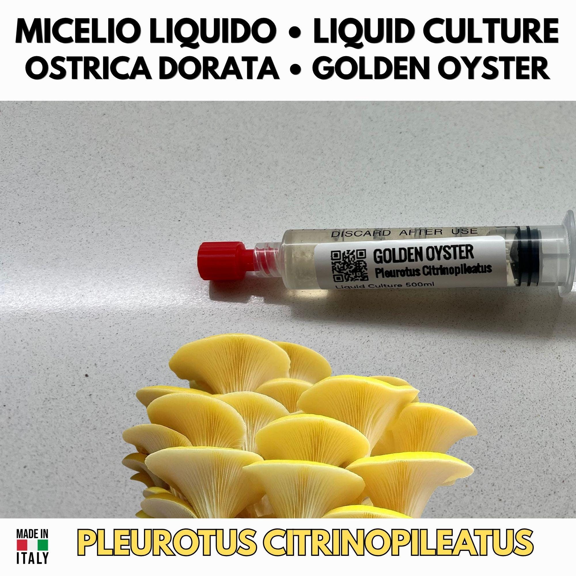 Golden Oyster Mushroom Liquid Culture 10ml  Pleurotus citrinopileatus - High Yield Live Mycelium - Gourmet Mushroom Grow Kit - Made in Italy