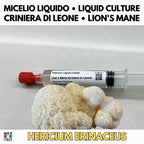 Coltura Liquida Hericium Erinaceus 10ml Micelio Vivo Lion's Mane