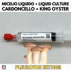 Coltura Liquida Cardoncello King Trumpet 10ml - Micelio Funghi