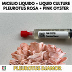 Pleurotus djamor Cultura Liquida 10ml – Micelio Fungo Ostrica Rosa