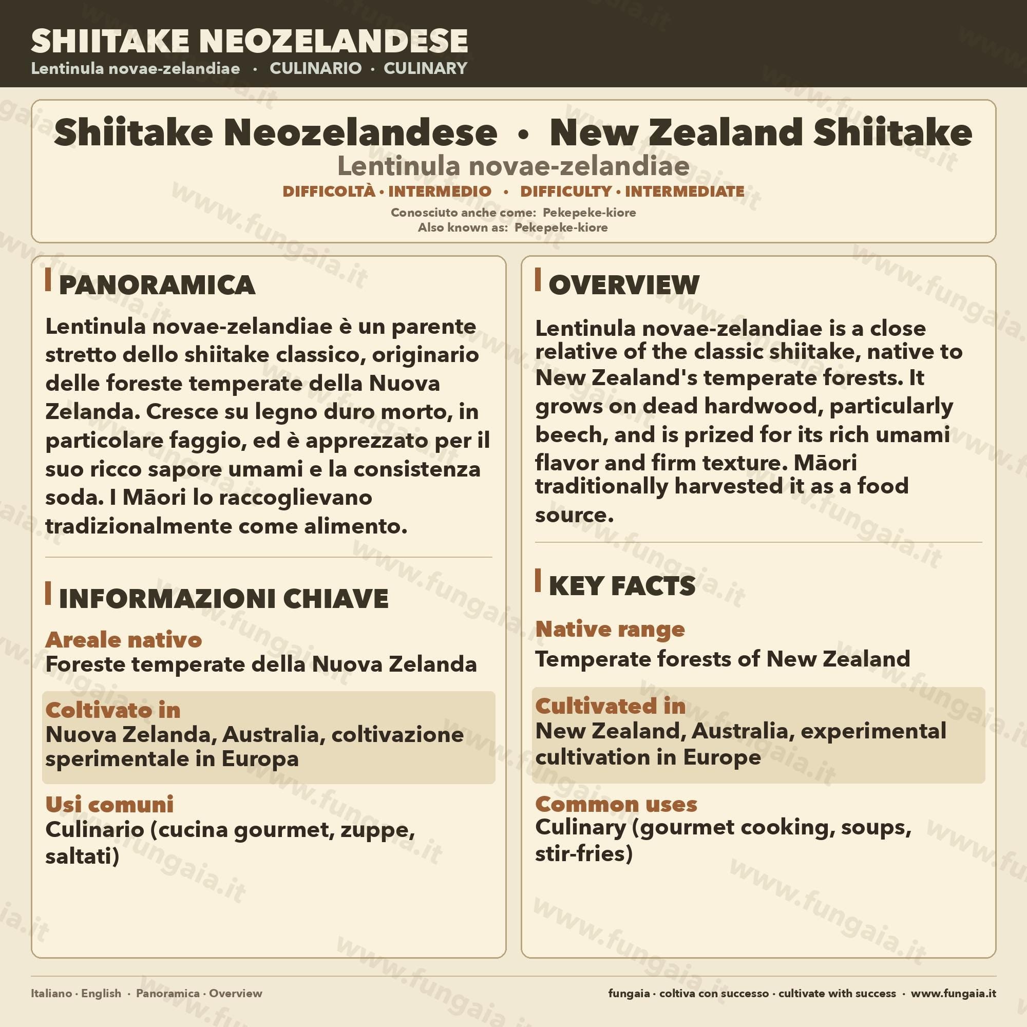Shiitake Nuova Zelanda Coltura Liquida Micelio Vivo 10ml