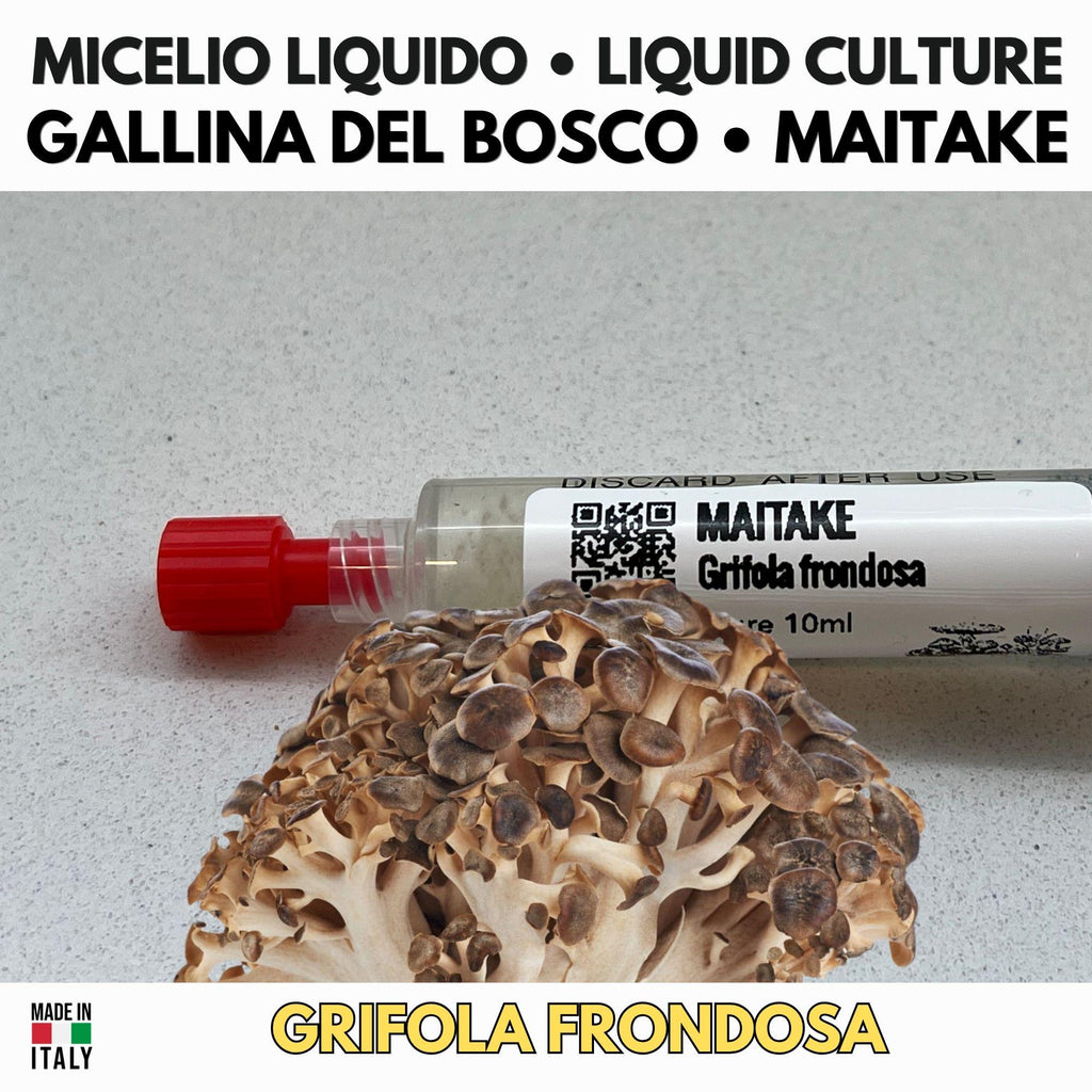 Maitake 10ml Live Mycelium Liquid Culture Selected Lab Grade Genetics Grifola Frondosa Gourmet Mushroom Inoculum Professional Kit