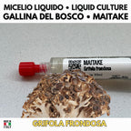Maitake 10ml Live Mycelium Liquid Culture Selected Lab Grade Genetics Grifola Frondosa Gourmet Mushroom Inoculum Professional Kit