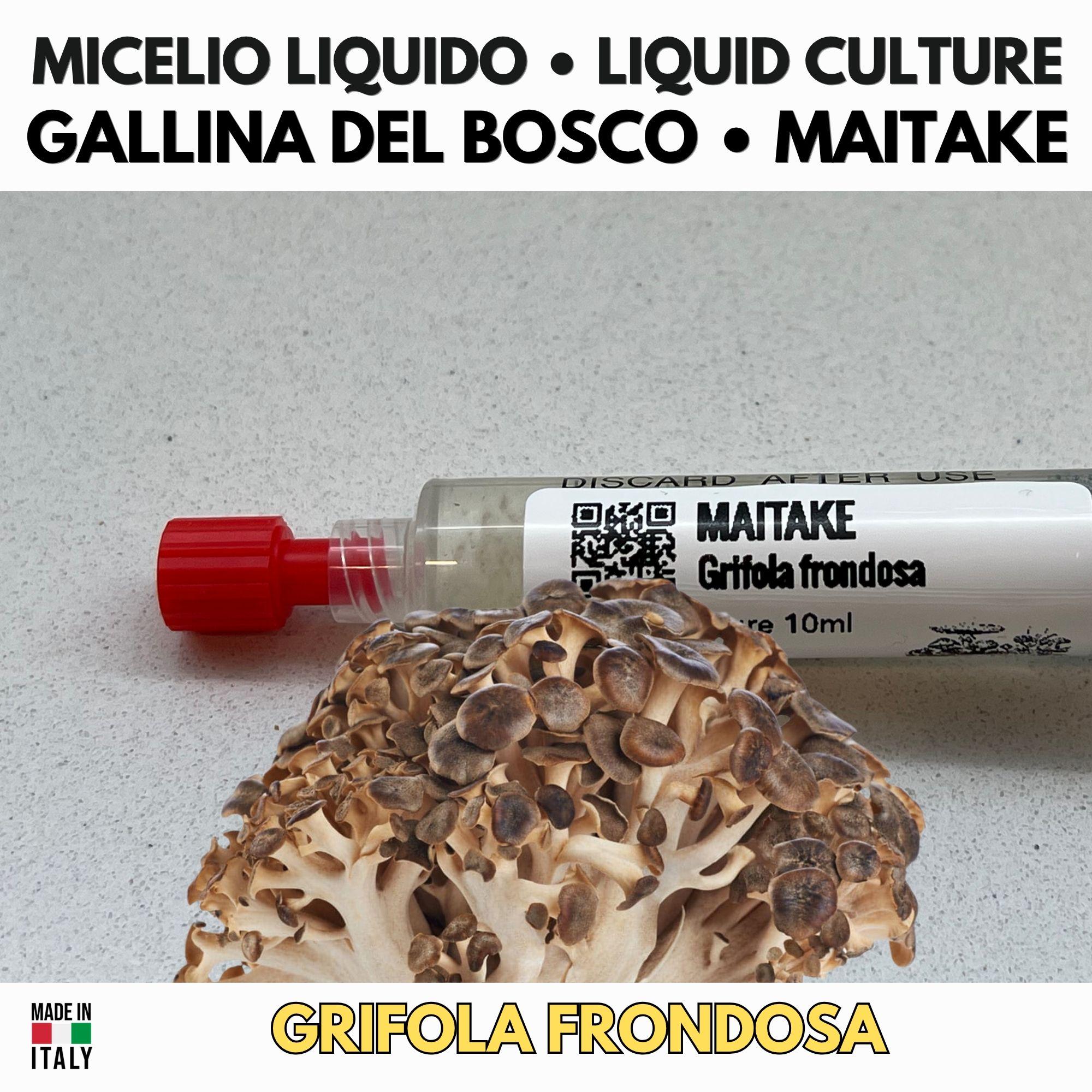 Maitake 10ml Live Mycelium Liquid Culture Selected Lab Grade Genetics Grifola Frondosa Gourmet Mushroom Inoculum Professional Kit