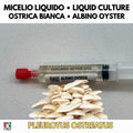 Coltura Liquida Pleurotus Ostreatus Albino 10ml Micelio Vivo Gelone Bianco Kit Funghi Gourmet Made in Italy