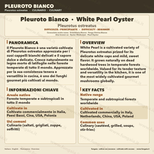 Liquid Culture Pleurotus Ostreatus Albino 10ml Live Mycelium White Oyster Mushroom Kit Lab Grade Made in Italy