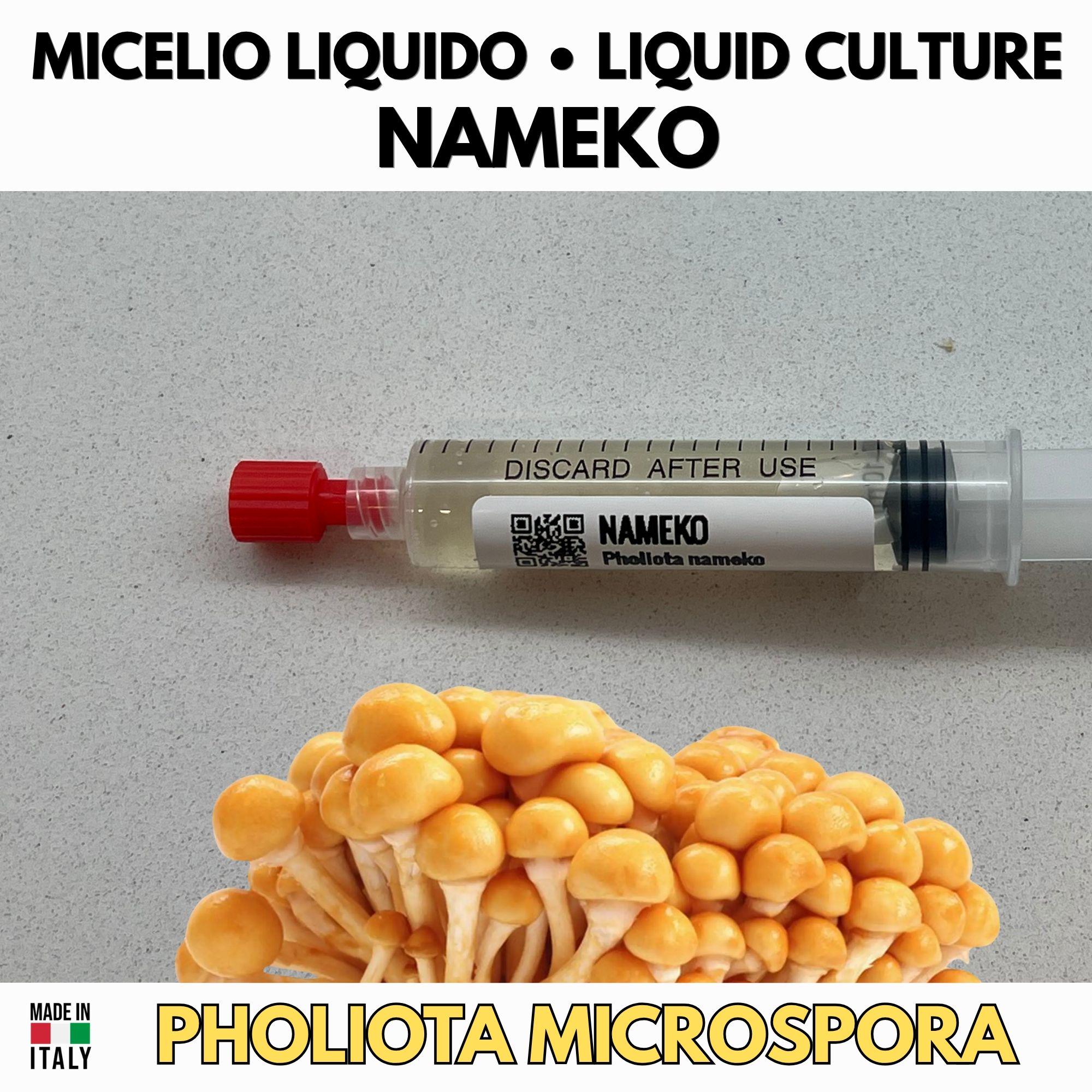 Nameko Liquid Culture Pholiota Microspora Live Mycelium Syringe 10ml Butterscotch Mushroom Culture Lab Grade Mycology Supplies Made in Italy