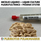 Pleurotus pulmonarius Cultura Liquida 10ml – Micelio Phoenix Oyster