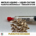 Tarragon Oyster 10ml Liquid Culture Live Mycelium Lab Grade Pleurotus Professional Inoculum Selected Genetics