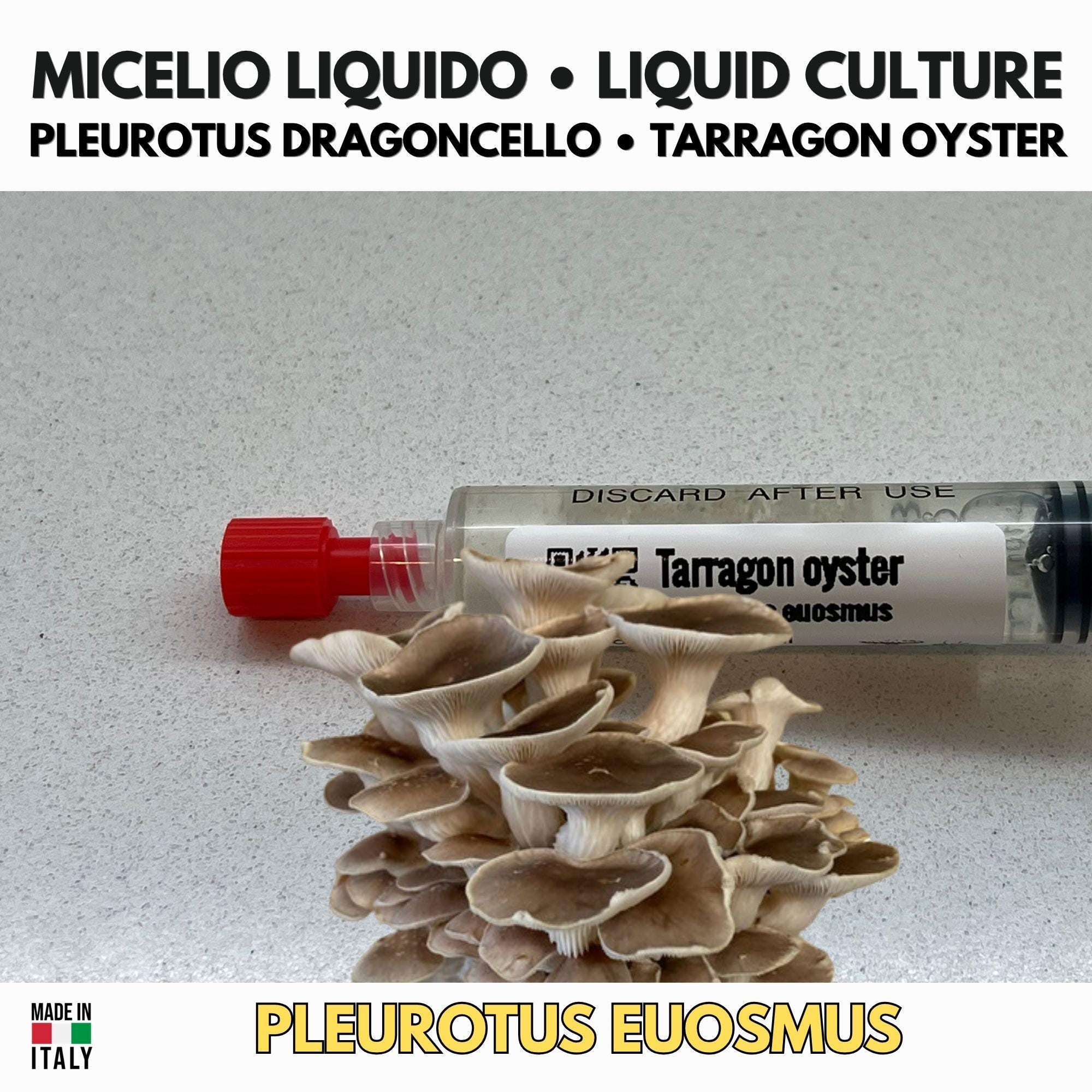 Tarragon Oyster 10ml Liquid Culture Live Mycelium Lab Grade Pleurotus Professional Inoculum Selected Genetics