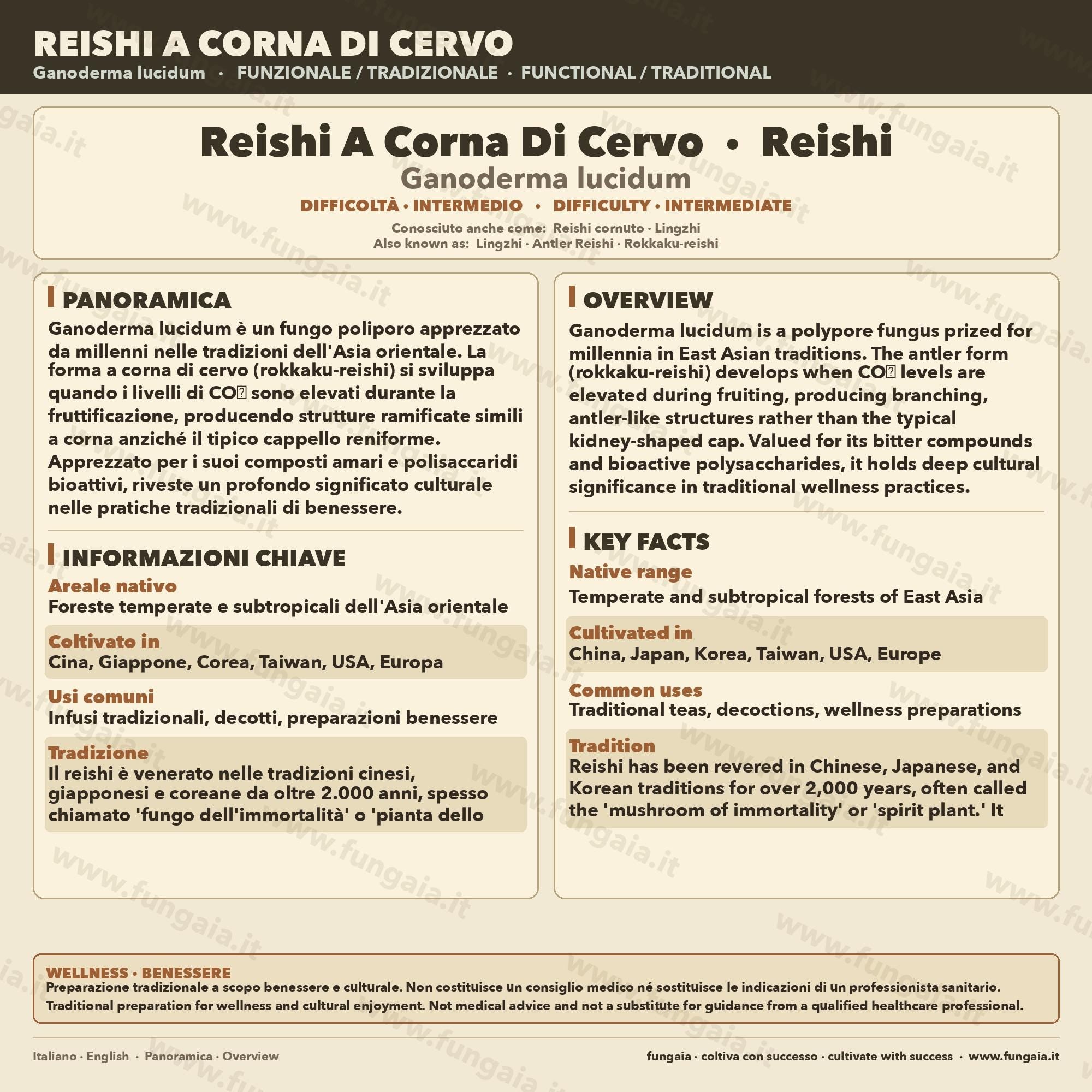 Reishi Cinese Coltura Liquida Ganoderma Lucidum Micelio 10ml