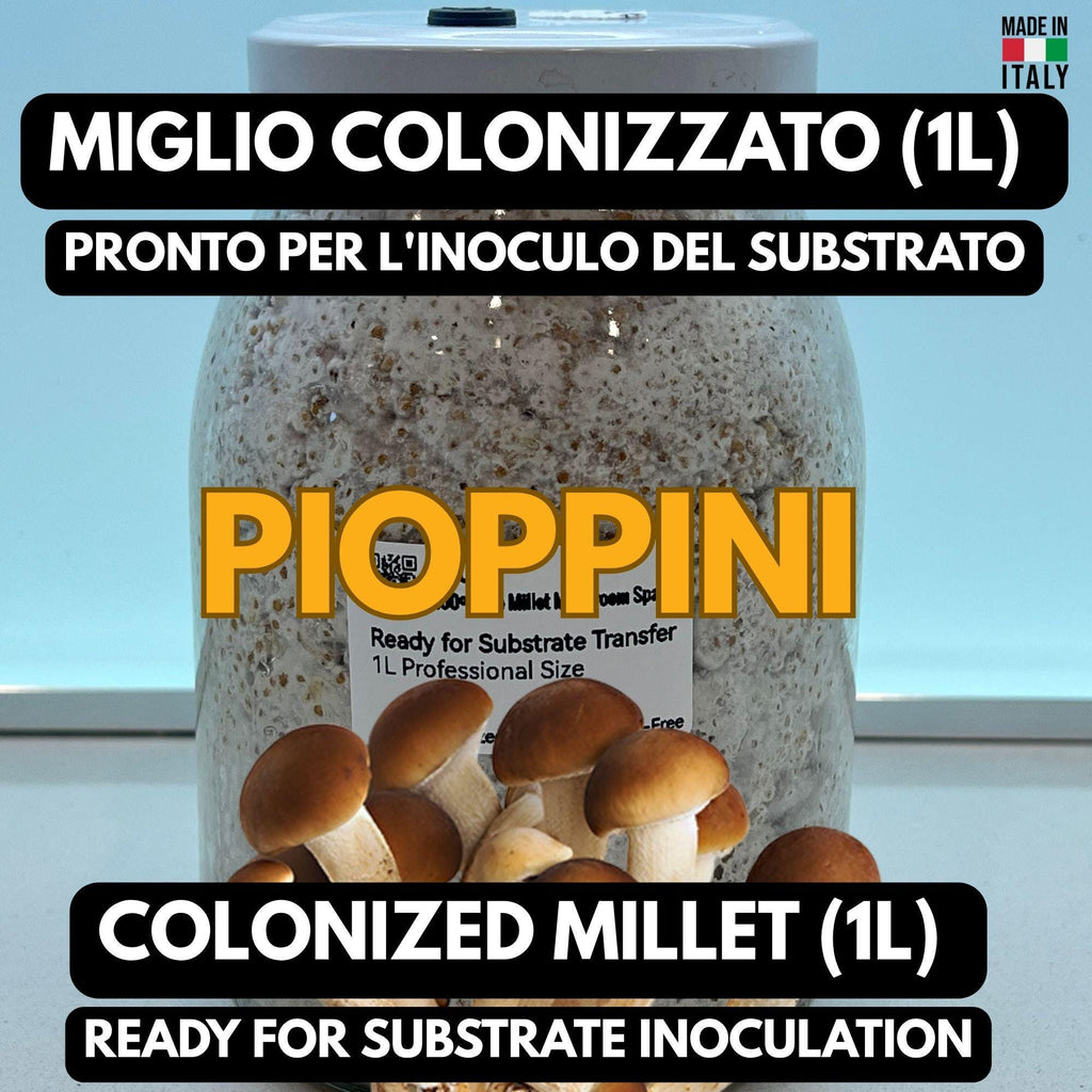 Pioppino Grain Spawn 1L | Agrocybe aegerita | Organic Millet | Autoclavable Jar Filter Injection Port | Ready to Use