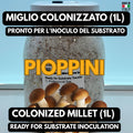 Pioppino Grain Spawn 1L | Agrocybe aegerita | Organic Millet | Autoclavable Jar Filter Injection Port | Ready to Use