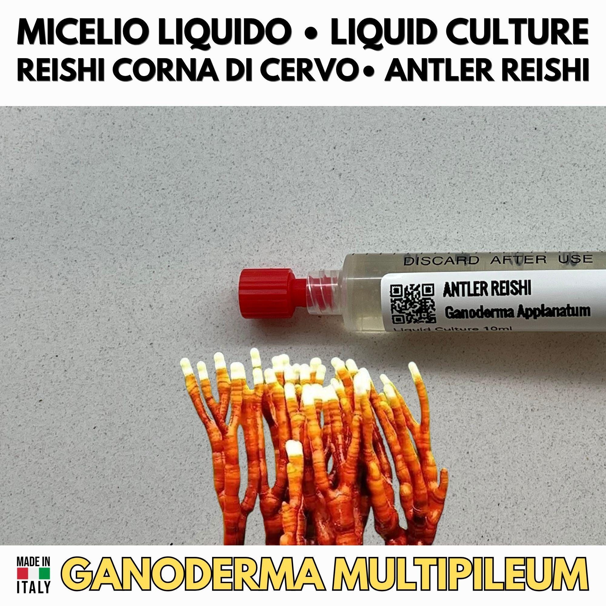 Kit Coltura Funghi Wellness Tradizionali. Wellness Pack 5 Colture Liquide. Lion's Mane | Reishi | Cordyceps | Turkey Tail