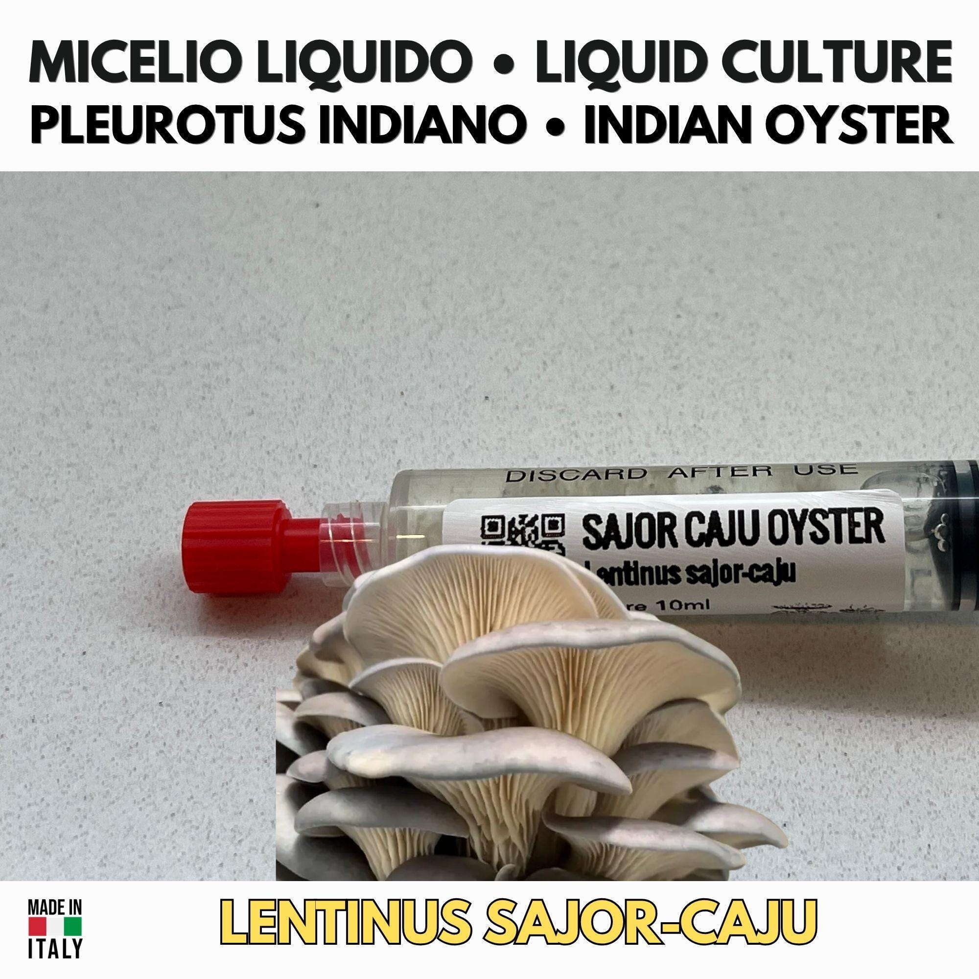 Summer Mushroom Liquid Culture Bundle – 5 LC. Pink Oyster  | Golden Oyster  | Wine Cap  | Enoki. Warm Weather Mushroom Growing Kit