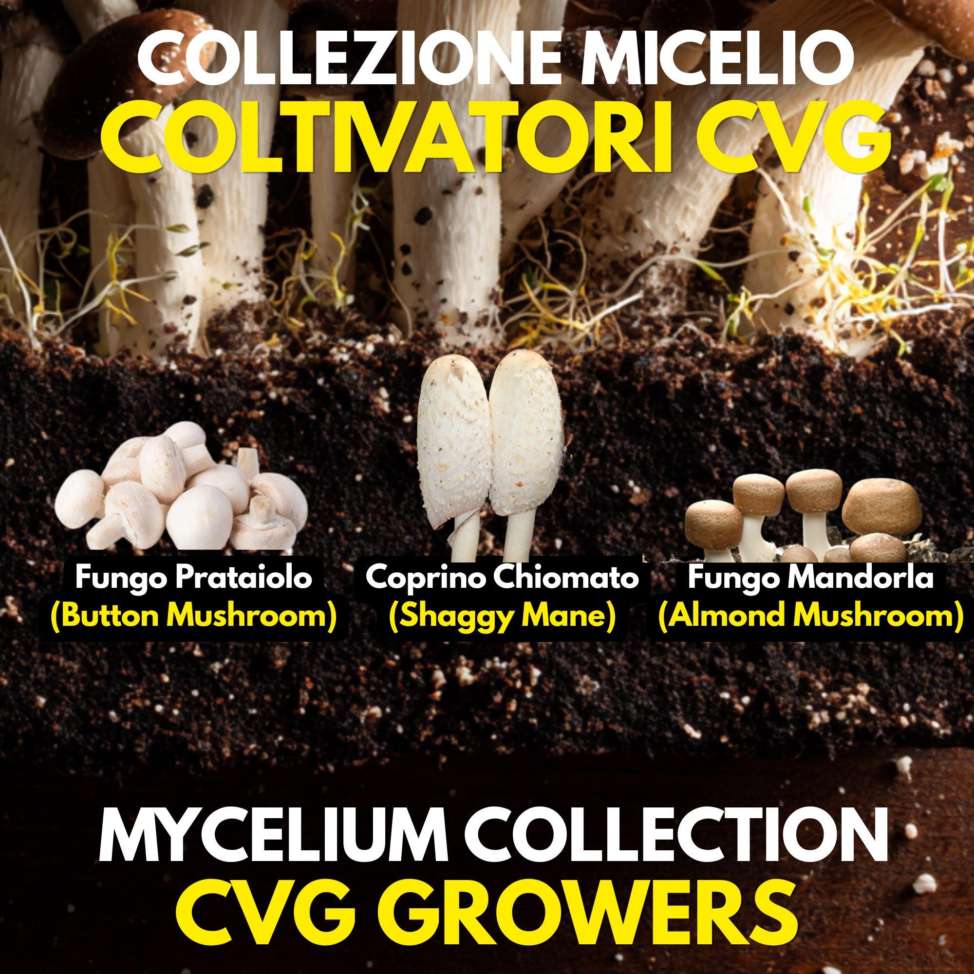 CVG Growers Collection – 3 Colture Liquide | Prataiolo Coprino Fungo Mandorla | Kit Coltivazione Substrato Naturale