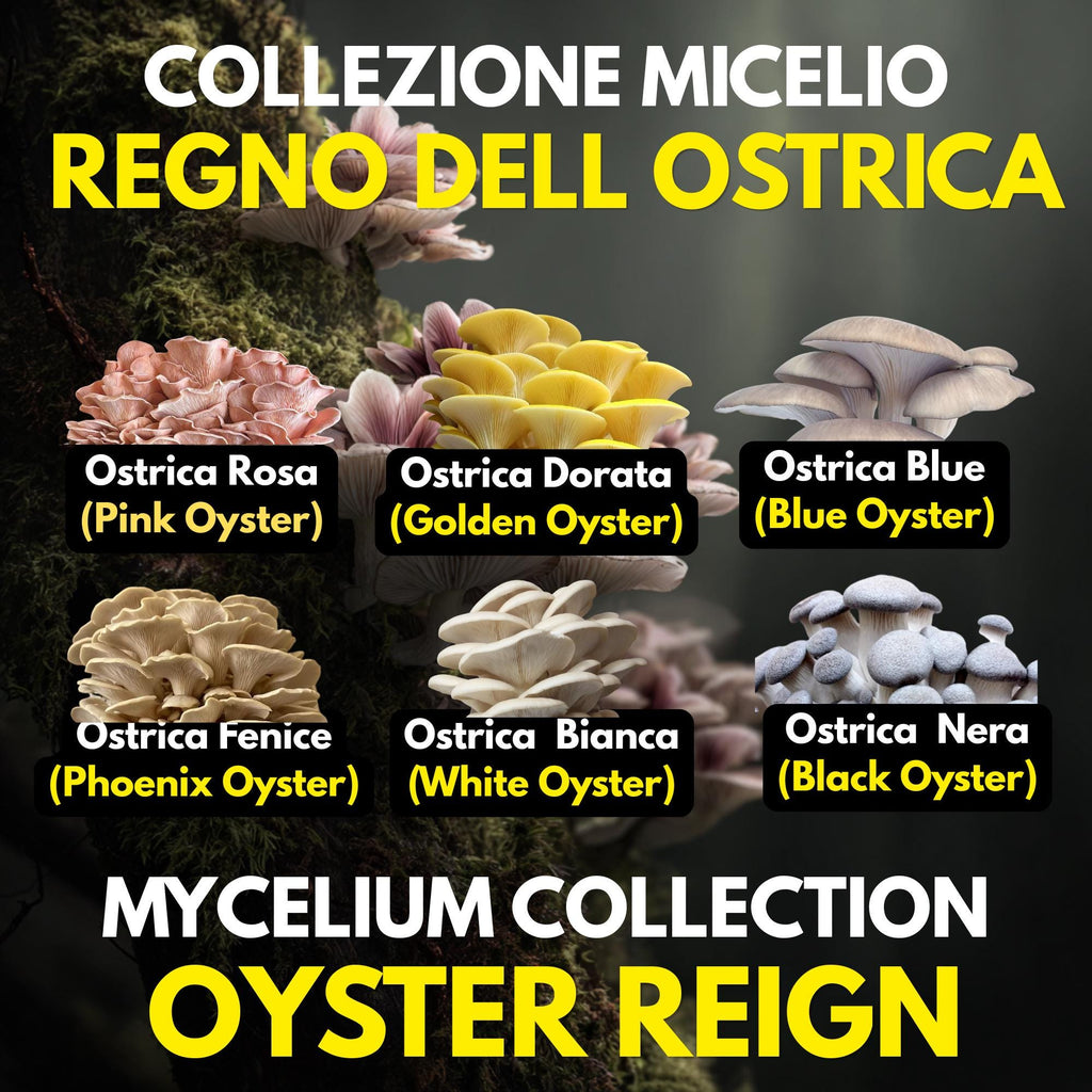 Oyster Kingdom 6 Liquid Cultures | Blue Pink Golden Phoenix White Black Oyster | Pleurotus Mushroom Growing Bundle