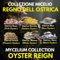 Oyster Kingdom 6 Liquid Cultures | Blue Pink Golden Phoenix White Black Oyster | Pleurotus Mushroom Growing Bundle