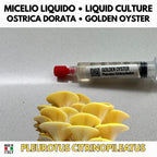 Oyster Kingdom 6 Liquid Cultures | Blue Pink Golden Phoenix White Black Oyster | Pleurotus Mushroom Growing Bundle