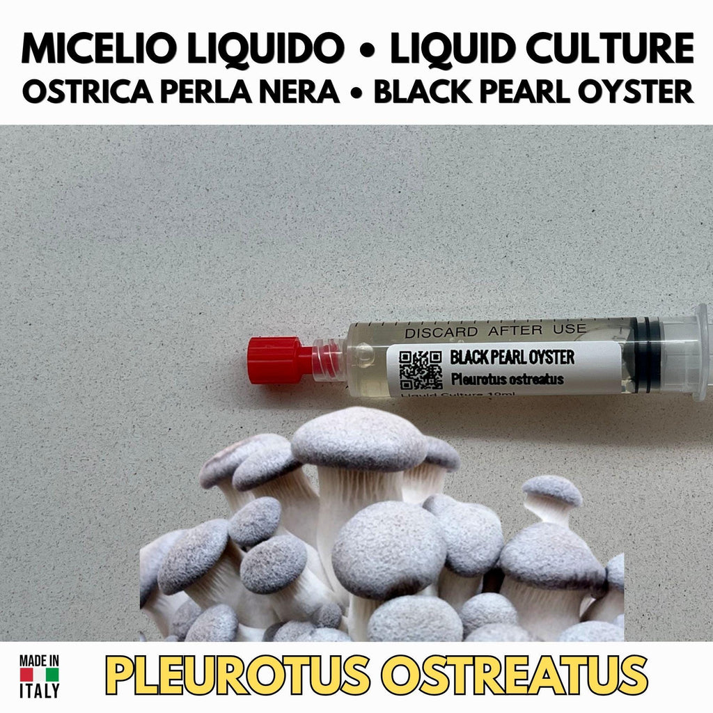 Oyster Kingdom 6 Liquid Cultures | Blue Pink Golden Phoenix White Black Oyster | Pleurotus Mushroom Growing Bundle