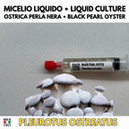 Oyster Kingdom 6 Liquid Cultures | Blue Pink Golden Phoenix White Black Oyster | Pleurotus Mushroom Growing Bundle